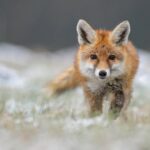 paris renard