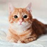 Budgets mensuels par animal domestique à Paris